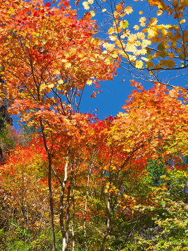 666 Best 榛名山 Images Stock Photos Vectors Adobe Stock 666 Best 榛名山 Images Stock Photos Vectors Adobe Stock