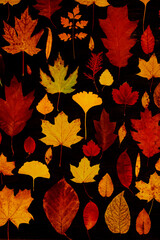 Yellow autumn maple leaves compositions. Autumn concept with red-yellow leaves background. Bright colorful leaves
