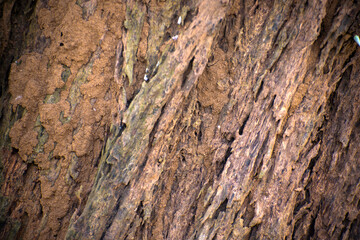 Close up of rough tree trunk texture background.