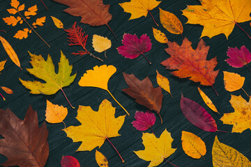 Yellow autumn maple leaves compositions. Autumn concept with red-yellow leaves background. Bright colorful leaves