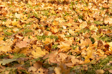 Autumn. Close-up of yellow leaves on the ground in the Park.