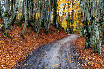 Droga szutrowa jesienią. © Dawid