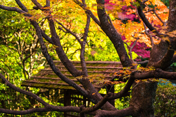 Fototapeta na wymiar 日本　京都、桂春院の侘の庭の梅軒門と紅葉