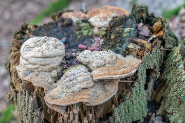 Tinder fungus growing on top of a rotten tree trunk. The photo was taken in a Dutch forest in wintertime.