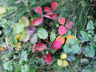 red and green leaves