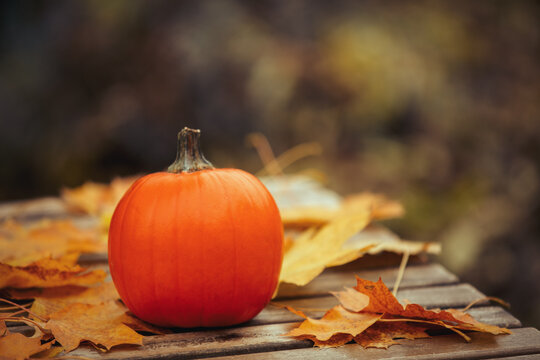 Pumpking and muple leaves on a table in a garden