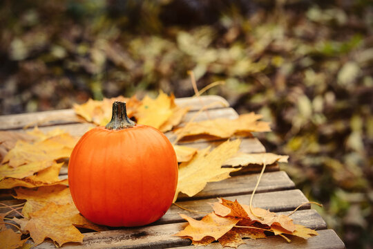 Pumpking and muple leaves on a table in a garden