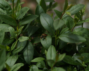A wasp sits in a hedge in jena at summer