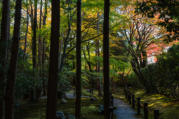 日本　京都、桂春院の庭園と紅葉