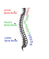 3d illustration human vertebral column
