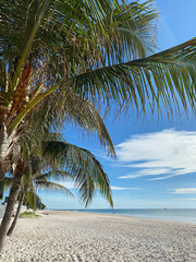 tropical white sandy beach looking out to sea fringed by palm trees
