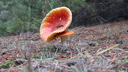 mushroom in the forest