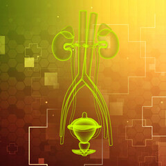 3d rendering human healthy kidneys