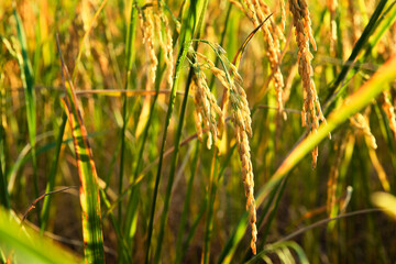 Yellow green rice fields in vietnamese farmers fields