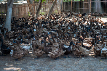 Fototapeta premium A herd of ducks on the farm