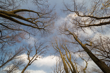 
tree branches without leaves against the sky