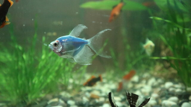 fish in aquarium