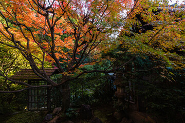 日本　京都、桂春院の侘の庭と紅葉