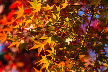 日本の紅葉