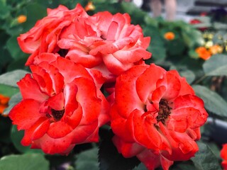 red flowers