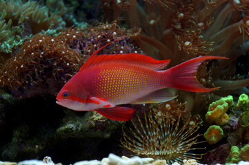 The Indo Lyretail Anthias (Male)