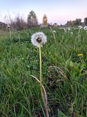 plant , dandelion 