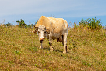 a piebald cow grazing on a hillside
