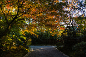 日本　京都、龍安寺の参道と紅葉