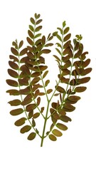 The leaves are naturally occurring. Softwood Can use wood to make furniture