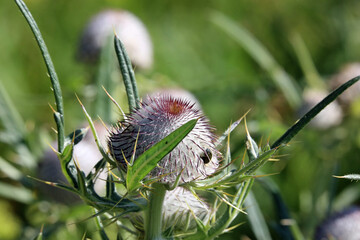 thistle with insect at a meadow