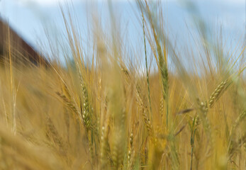 Wheat field in thuringia at summer abstract