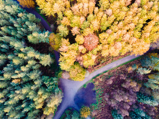 Autumn trees from above in Delamere Forest UK.