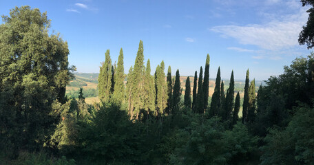 landscape with trees