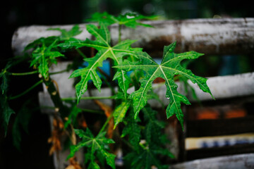 plant in the garden