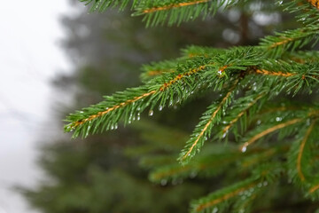 a fir branch in close-up