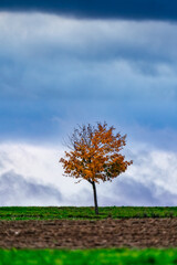 Obraz premium alone tree in the field