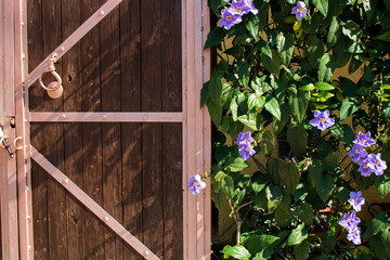 Purple flowers and green leaves on old vintage wooden door