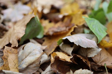 verwelkte bunte Baumblätter auf der Wiese im Herbst 