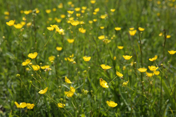 Yellow buttercups in the meadow. Blurred background. 