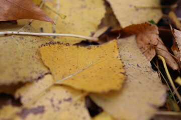 verwelkte bunte Baumbl&auml;tter auf der Wiese im Herbst 