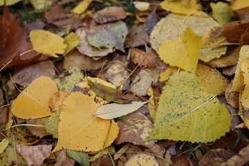 verwelkte bunte Baumbl&auml;tter auf der Wiese im Herbst 