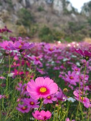 Obraz na płótnie Canvas Pretty pink Flowers Blooming in a Garden.