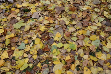 verwelkte bunte Baumblätter auf der Wiese im Herbst 