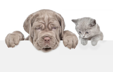 Cat and dog looks above empty white banner. isolated on white background