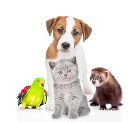 Group of pets together in front view. Isolated on white background