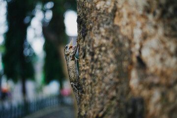 Draco volans eat flying termite on bark tree