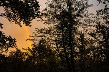 Arco Iris en el bosque