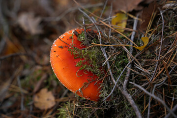 Pilz auf dem Waldboden