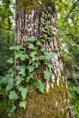 Ivy on a tree