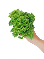 Fototapeta na wymiar lettuce salad in hand on a white background